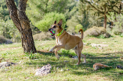 Dog on grass