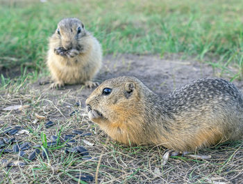 Close-up of squirrel on field