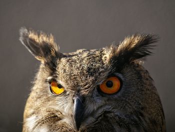 Close-up of great horned owl on sunny day