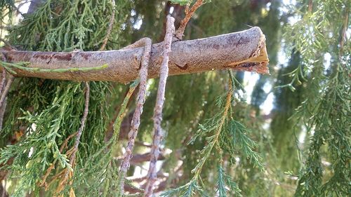 Close-up of tree branch