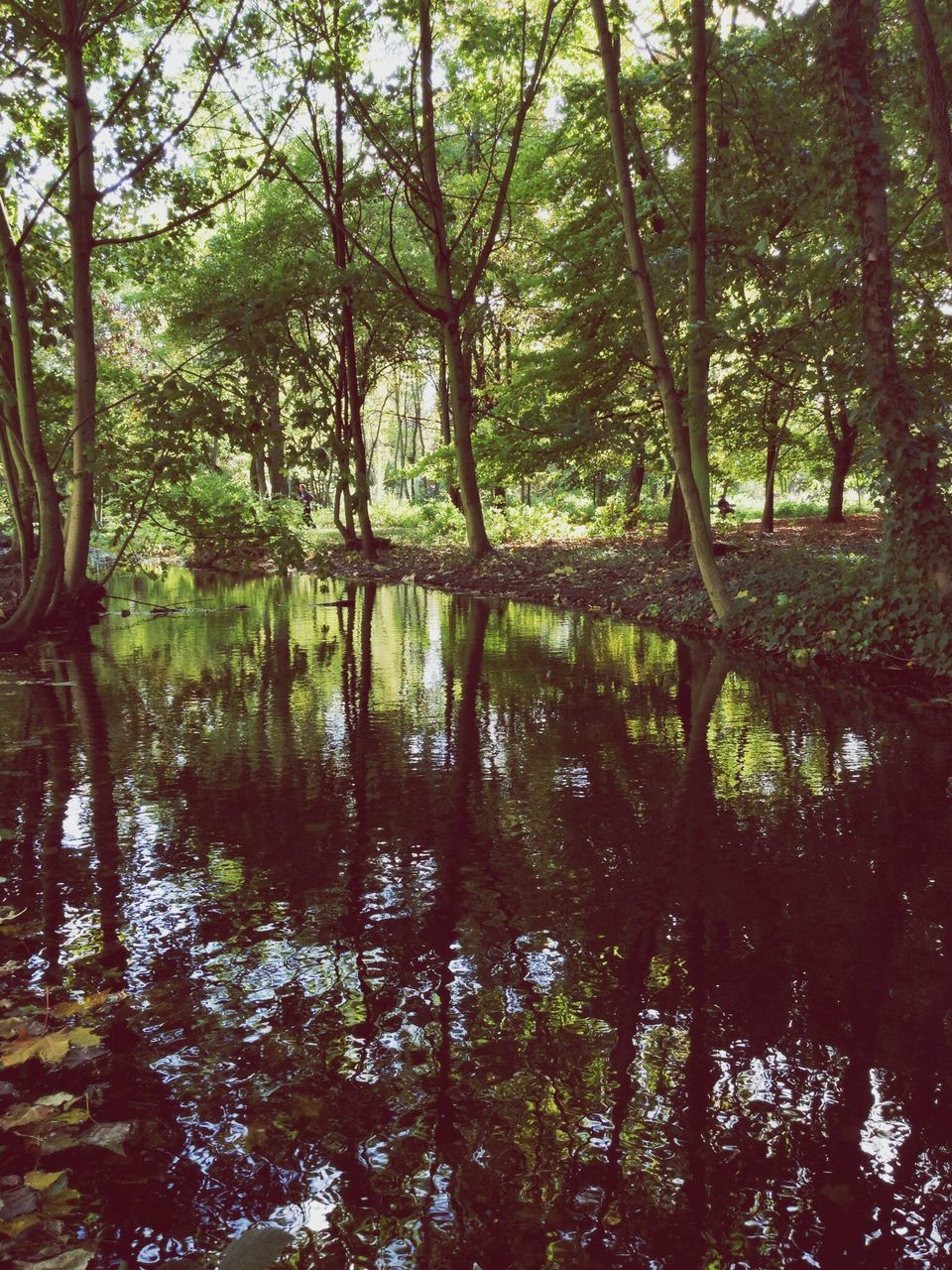 tree, water, forest, tranquility, tranquil scene, beauty in nature, nature, growth, scenics, waterfront, reflection, lake, tree trunk, green color, river, branch, woodland, idyllic, non-urban scene, day
