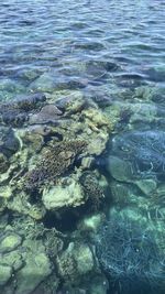 Coral reef under the sea