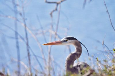 Side view of a bird on a lake