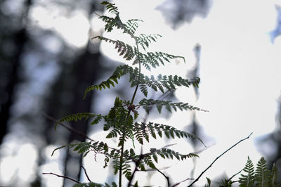 Close-up of plant against blurred background