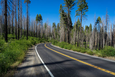 Empty road amidst trees in forest against sky