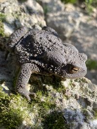 Close-up of lizard on rock