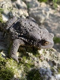 Close-up of lizard on rock