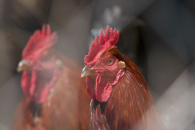 Close-up of rooster
