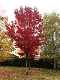 Red tree against sky