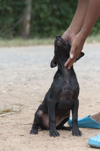 Close-up of dog on footpath