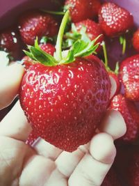 Close-up of hand holding strawberries