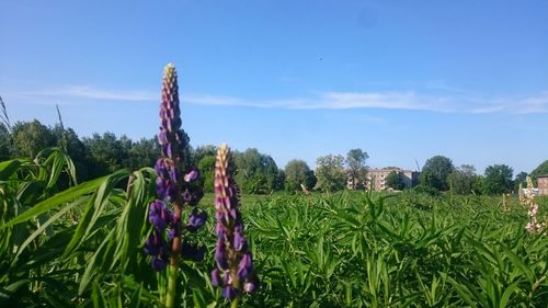 Purple flowering plants on field against sky