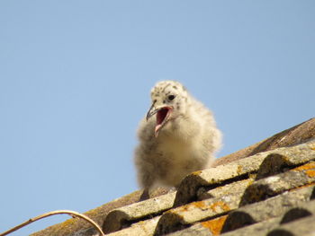 Low angle view of animal against clear sky