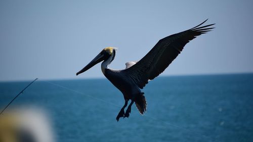 View of birds in flight