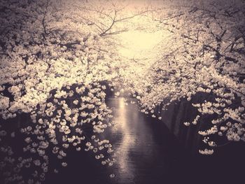 Flowers growing on tree