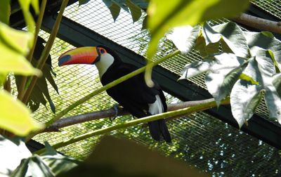 View of bird perching in cage