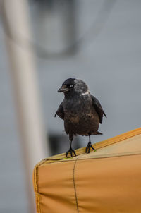 Close-up of bird perching