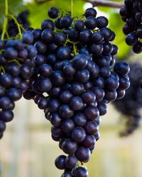 Close-up of grapes growing in vineyard