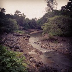 Scenic view of river in forest