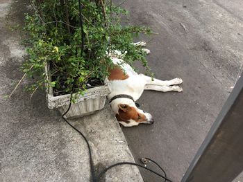 High angle view of dog relaxing outdoors