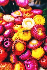 Close-up of flowers in market