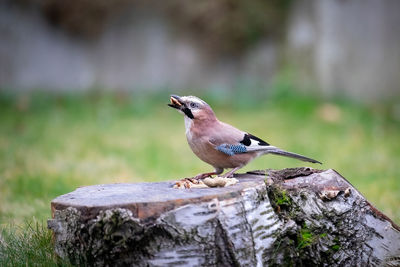 Jay bird perching on rock