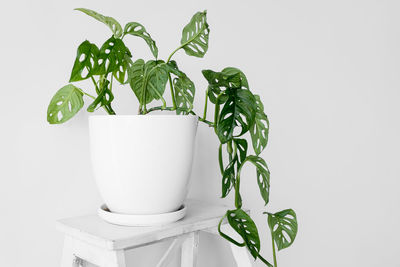 Close-up of potted plant against white background