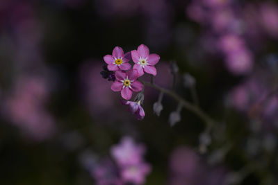 Close-up of pink flowering plant