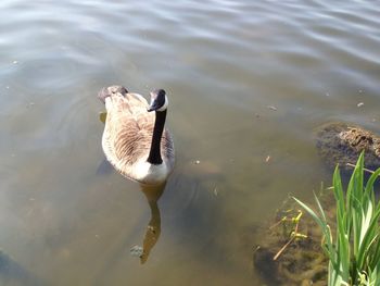 High angle view of ducks in water