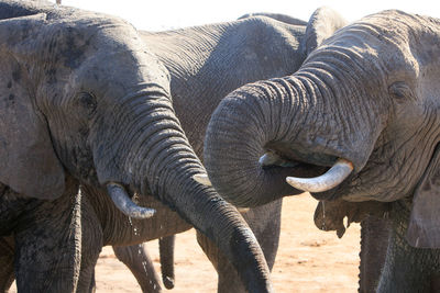 Close up of elephant trunks 