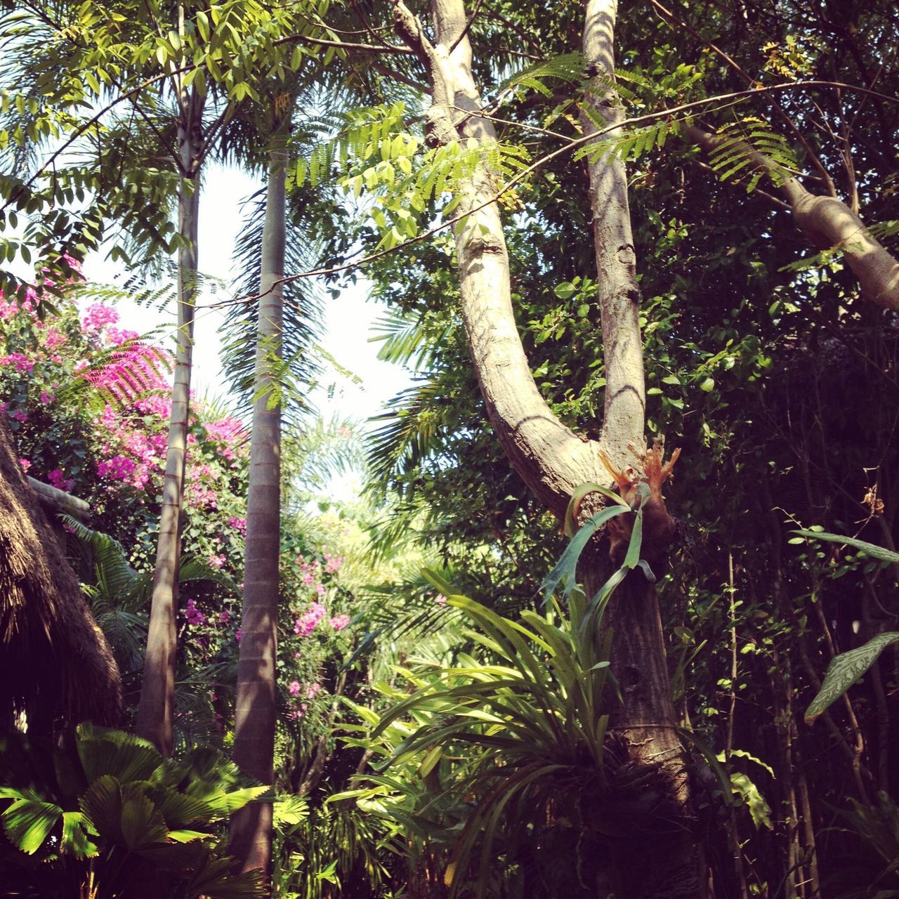 growth, tree, plant, leaf, green color, nature, beauty in nature, flower, tree trunk, branch, low angle view, tranquility, growing, freshness, sunlight, day, green, outdoors, no people, lush foliage