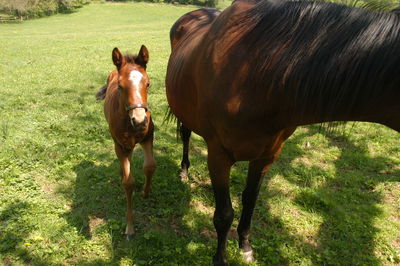 Horses in a field