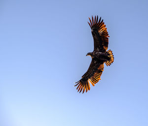 Low angle view of eagle flying against clear blue sky