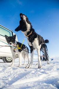 Beautiful alaskan husky dog enjoying a sunny day in winter. sled dogs in norway winter.