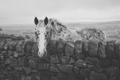 Horse standing by stone wall on field against sky