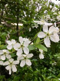 Close-up of white flowering plant