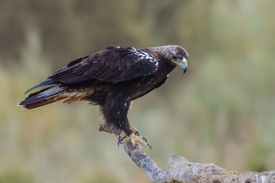 Close-up of bird perching on branch