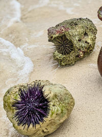 High angle view of an animal on rock