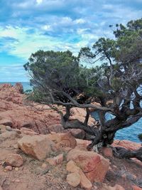Scenic view of tree by sea against sky