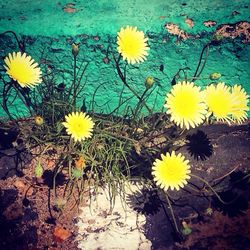 Close-up of yellow flowers blooming outdoors