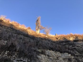 Plants on land against clear blue sky