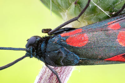 Close-up of butterfly on leaf