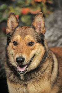 Close-up portrait of a dog