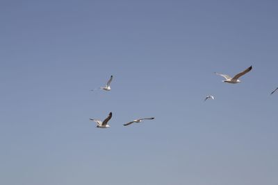 Low angle view of birds flying over white background