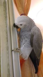 Close-up of a bird looking through window