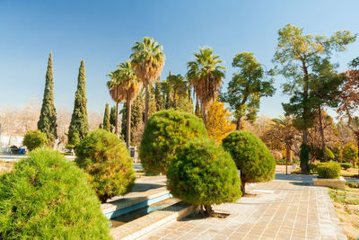 Plants growing in eram garden against sky