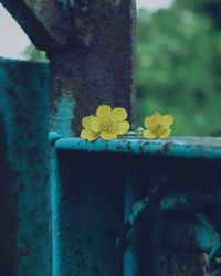 Close-up of yellow flowering plant on metal