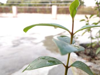 Close-up of white flowering plant