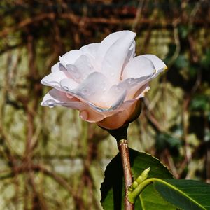 Close-up of wet flower