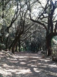 Road passing through forest